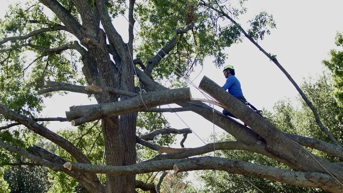 Professional Crown Thinning performed by certified arborists in Inglis